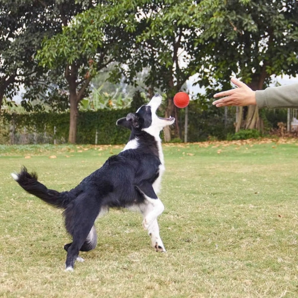 Ballon pour chien indestructible | Ultra-résistant