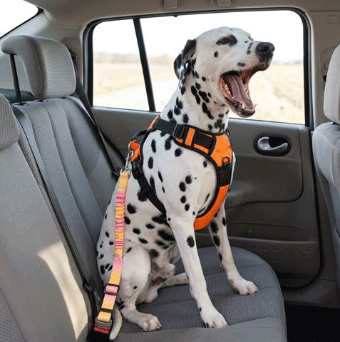 Ceinture de sécurité pour chien | Universelle