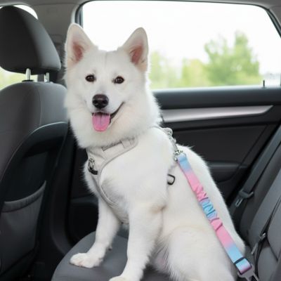 Ceinture de sécurité pour chien | Universelle