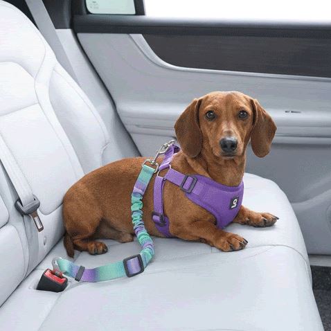 Ceinture de sécurité pour chien | Universelle