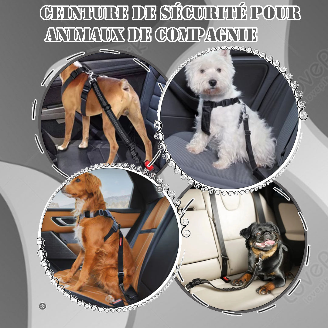 Ceinture de sécurité pour chien | Sécurvoyage™