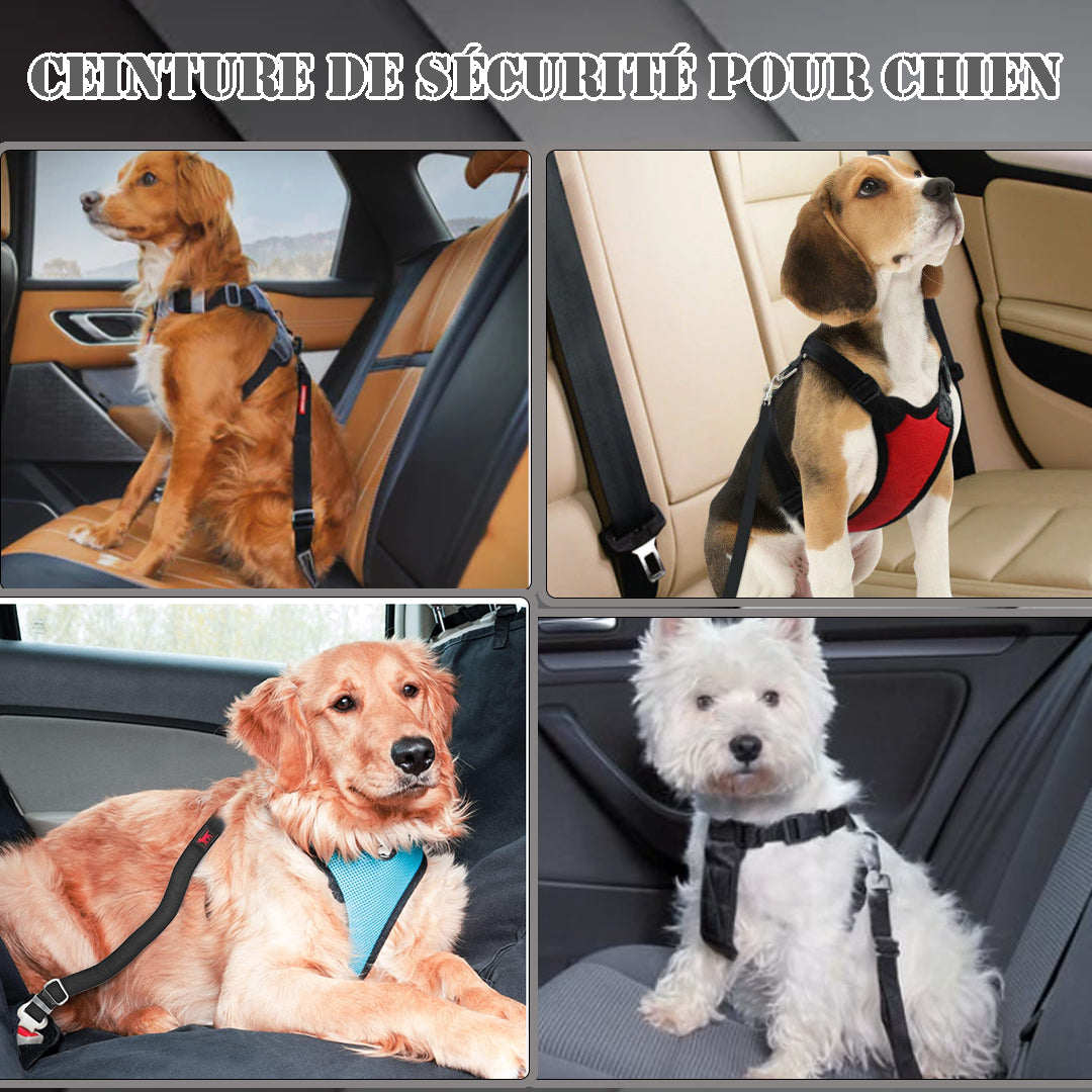 ceinture-de-sécurité-pour-chien-sécurvoyage-2