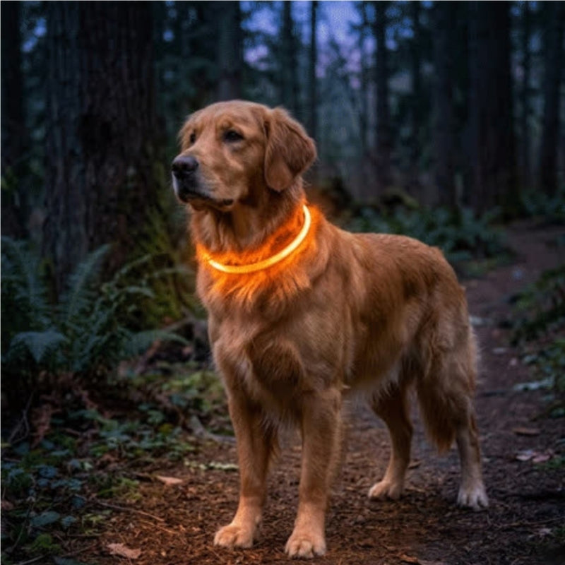 Collier chien lumineux orange 70cm