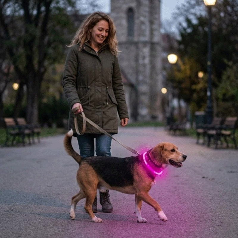 Collier chien lumineux rose le soir