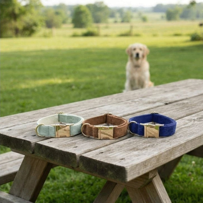 Collier chien personnalisé 3 couleurs