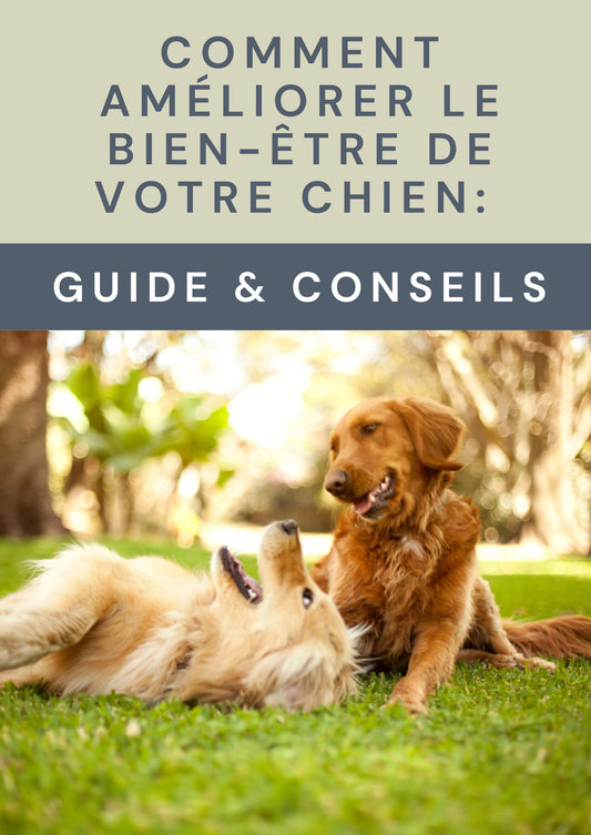 E-BOOK - Comment améliorer le bien-être de votre chien ?