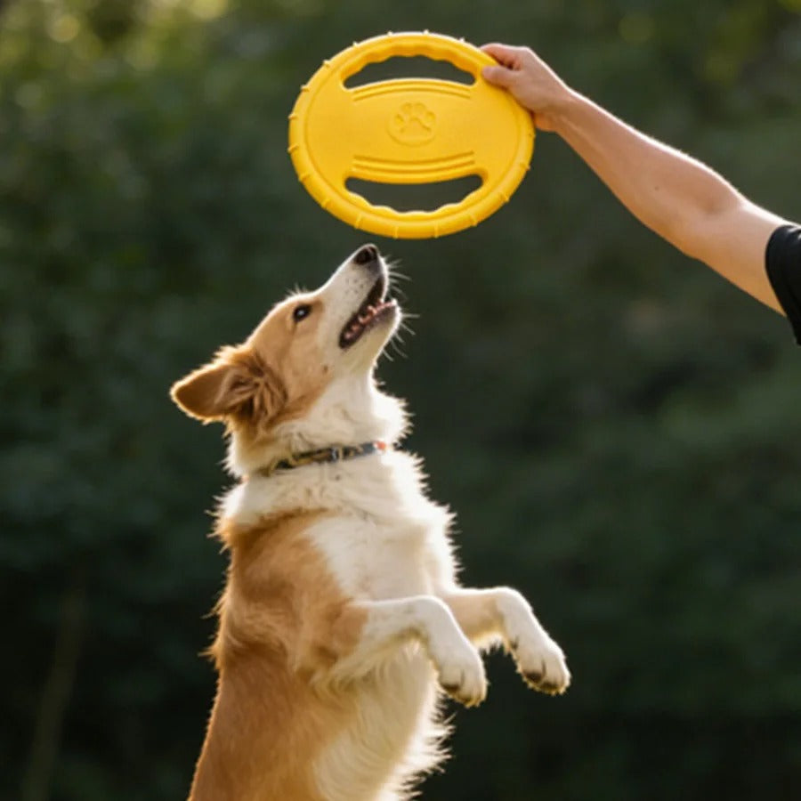 Frisbee chien | Ludique™