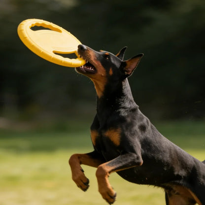 Frisbee chien | Ludique™