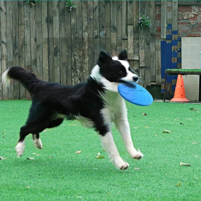 Frisbee chien | Ultra-résistant