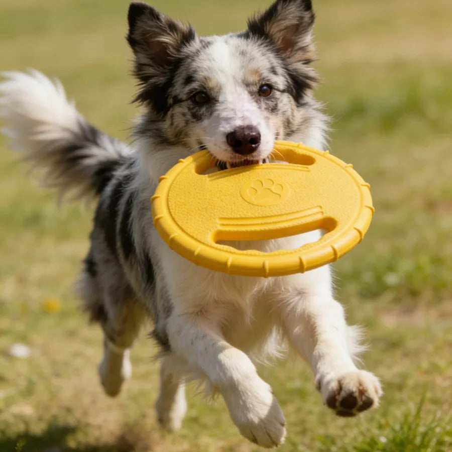 Frisbee chien | Ludique™
