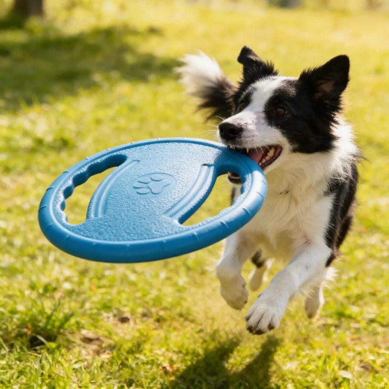 Frisbee chien | Ludique™