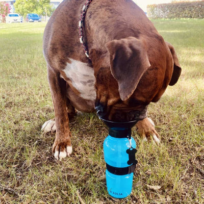 gros chien boit l'eau avec gourde bleue