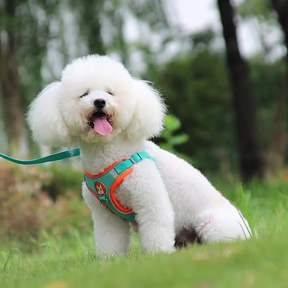 Harnais chien anti traction | KitBalade™