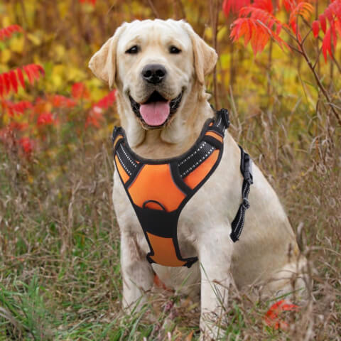 Harnais chien anti traction | SafeWalk™