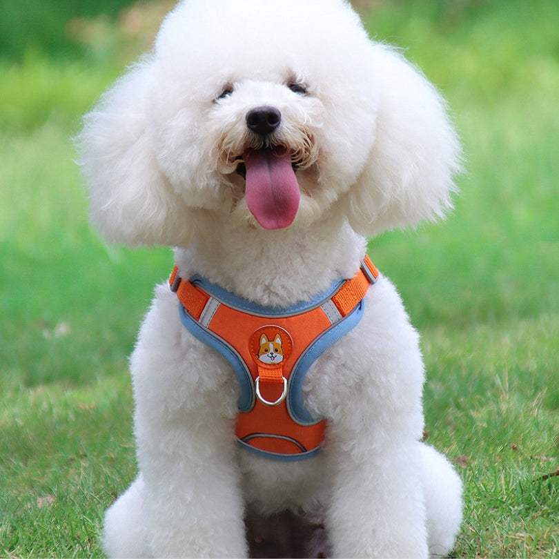 Harnais chien anti traction | KitBalade™