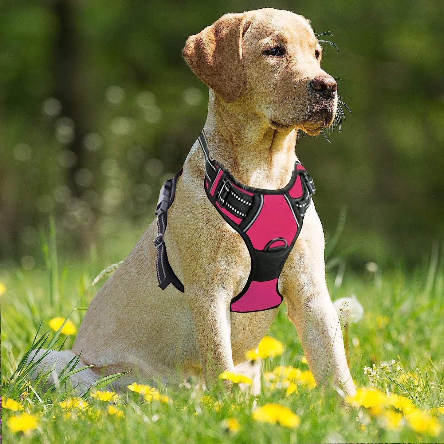 Harnais chien anti traction | SafeWalk™