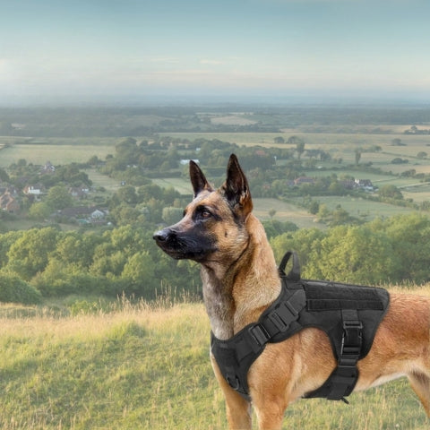 Harnais chien - Tactipack™