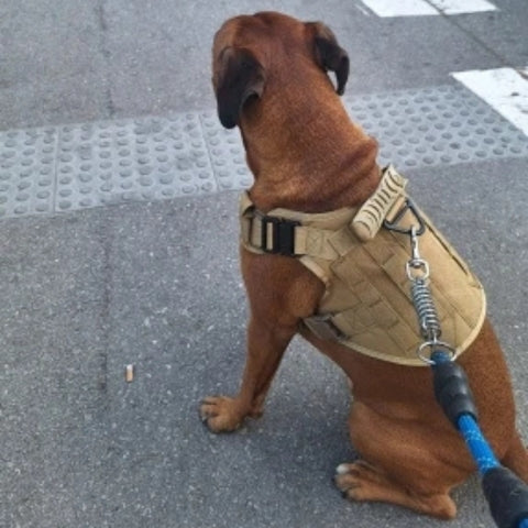 Harnais chien - Tactipack™
