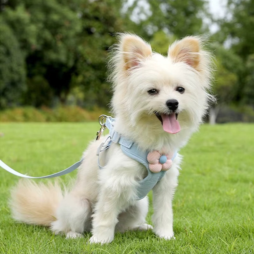 Harnais pour petit chien | ComfortBreath™