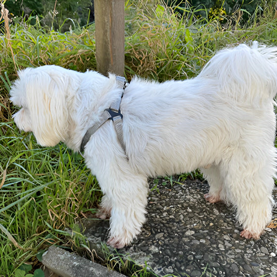 HARNAIS CHIEN - STANDARD™