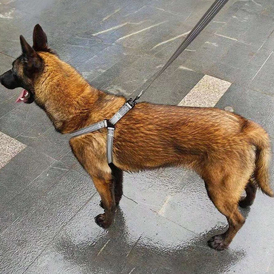 HARNAIS CHIEN - STANDARD™