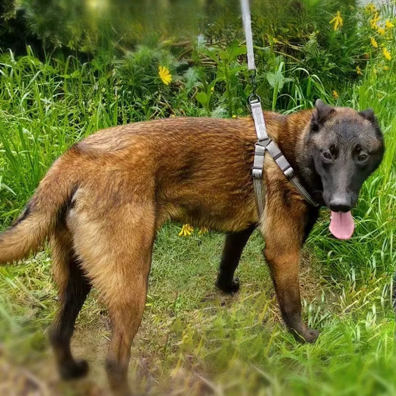 HARNAIS CHIEN - STANDARD™