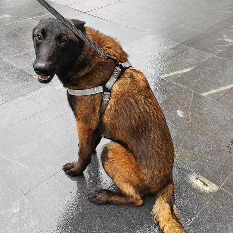 HARNAIS CHIEN - STANDARD™