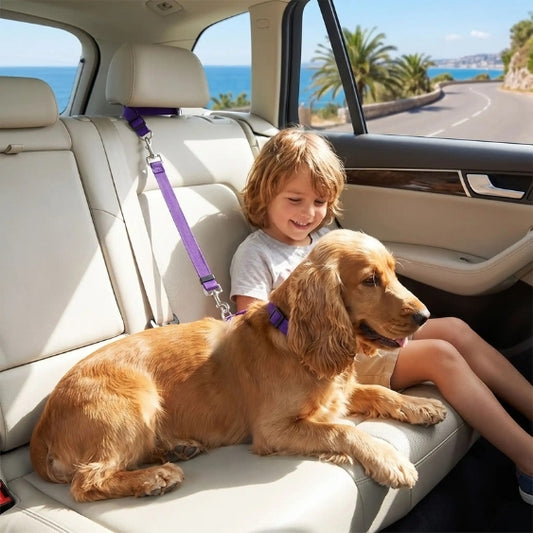 Laisse chien ceinture