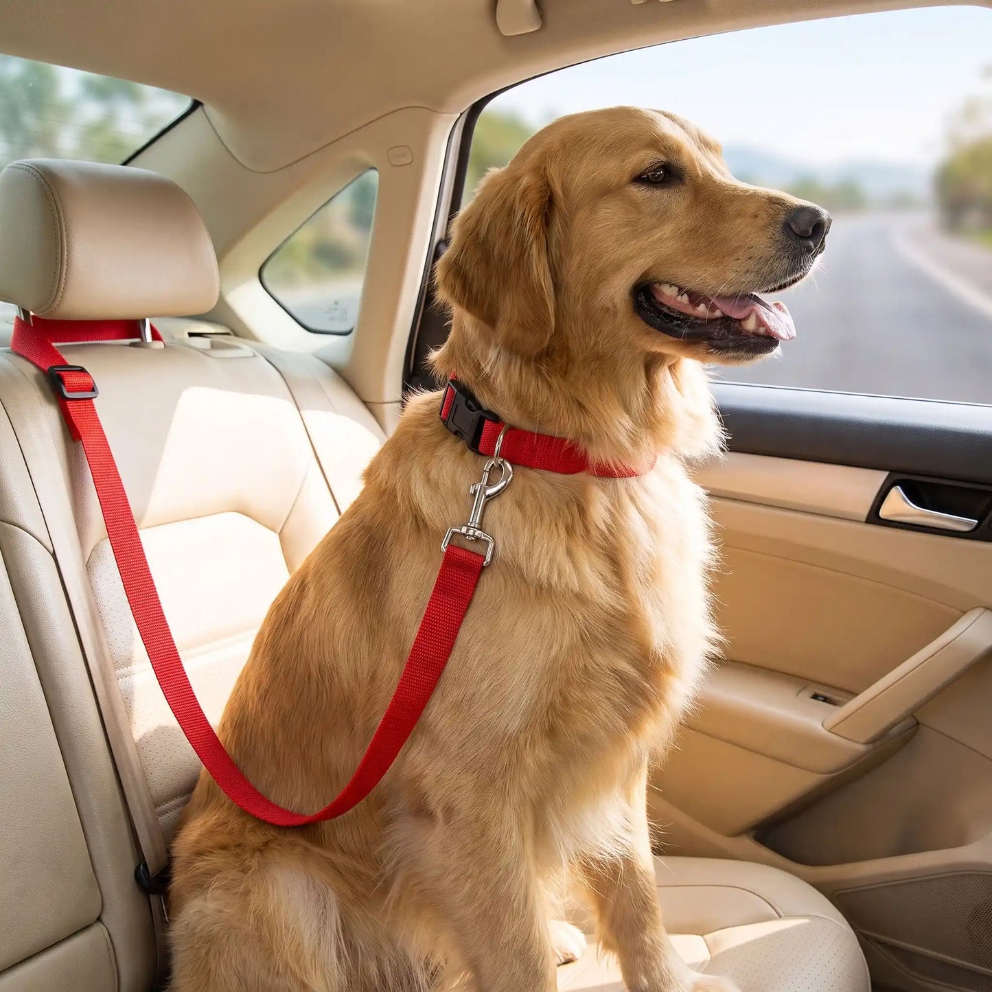 Laisse chien rouge
