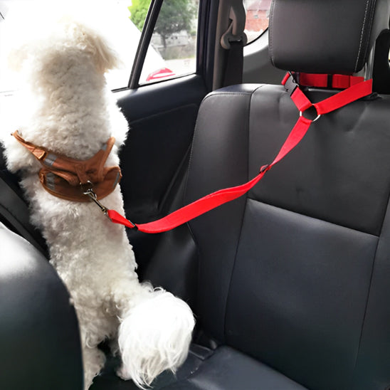 Laisse chien pour siège arrière