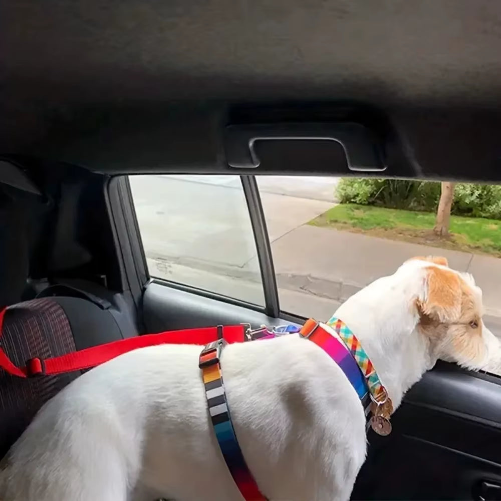 Laisse chien à la fenêtre