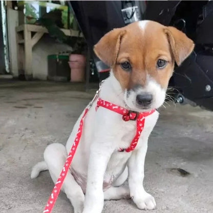 laisse pour chien combine multicolore maison