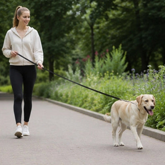 Longe chiens en balade au parc