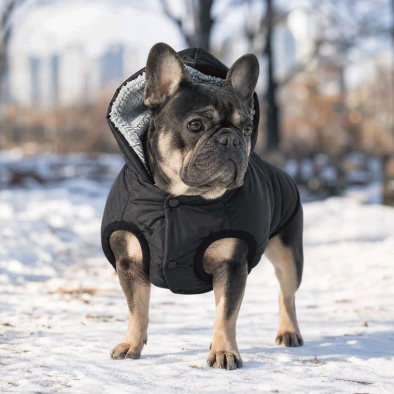 Manteau pour chien noir en hiver