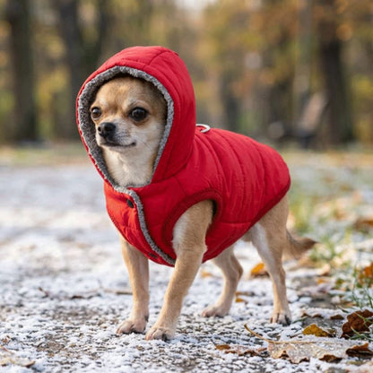 Manteau pour chien rouge en forêt