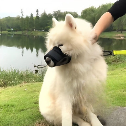 Museliere confort chien en bord de lac