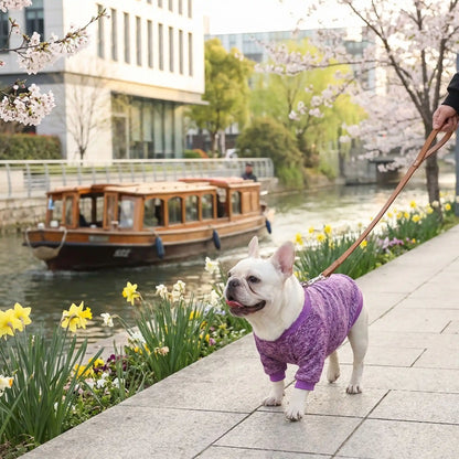 Promenade au bord du canal avec le pull chien au printemps