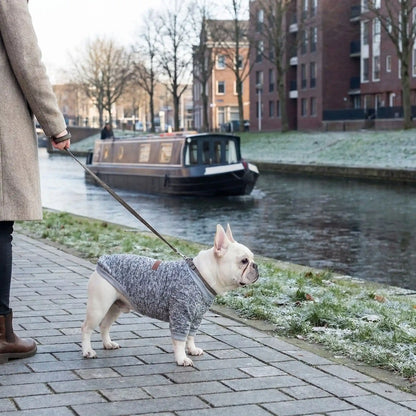 Braver le froid avec le pull chien en hiver