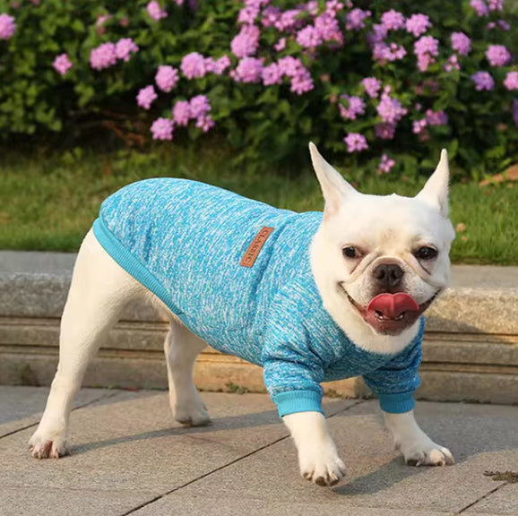 balade en ville avec le pull chien bleu