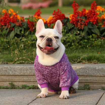 prendre la pose avec le pull chien