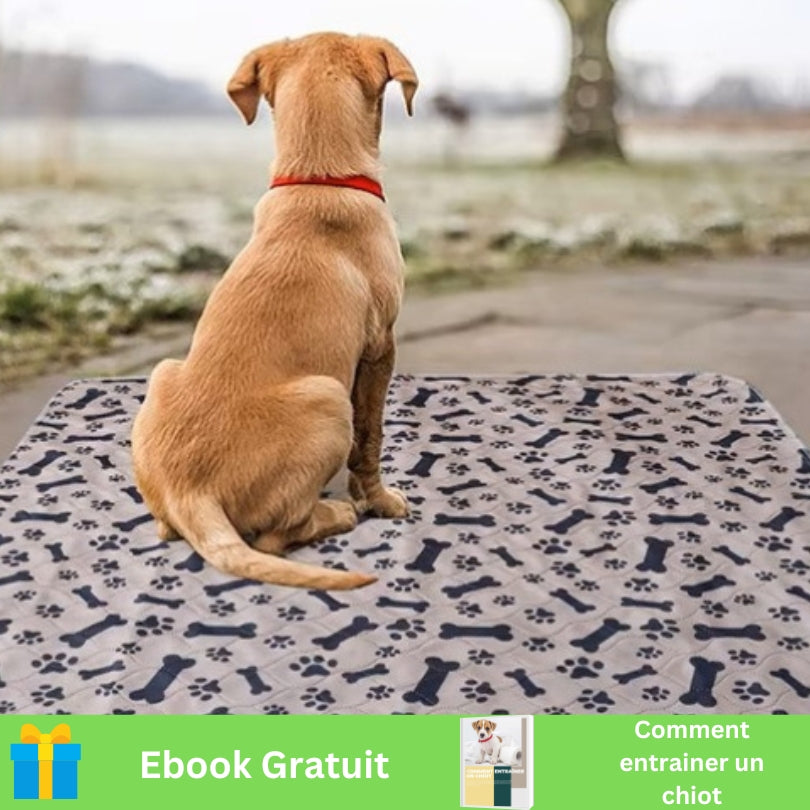 Tapis étanche pour chien | Luckyabsorb™