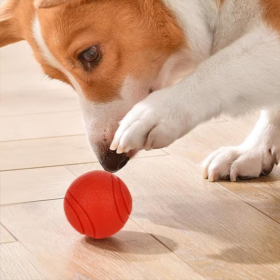 balle pour chien