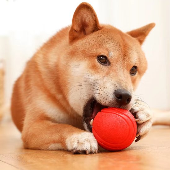 balle pour chien