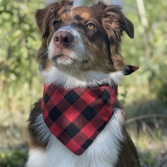 Bandana chien à carreaux noir et rouge