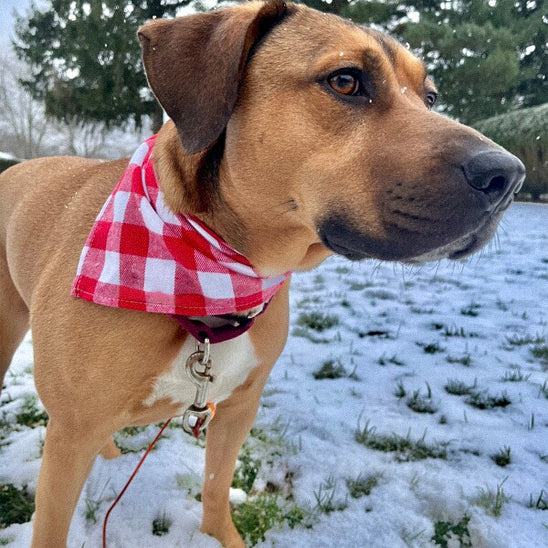 Bandana chien à carreaux rouge et blanc