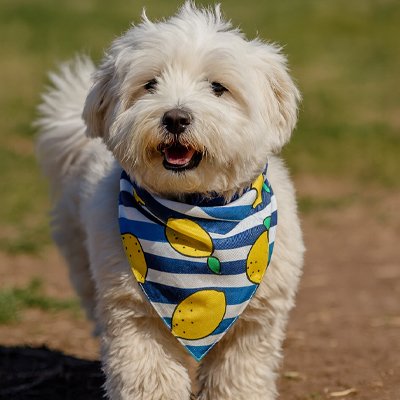 Bandana Chien citrons