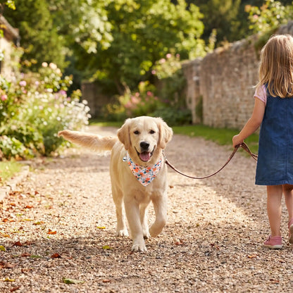 bandana chien et petite fille en promenade