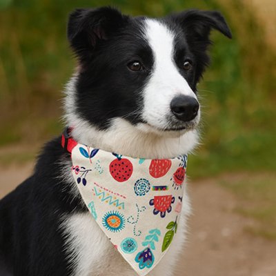 Bandana Chien motifs