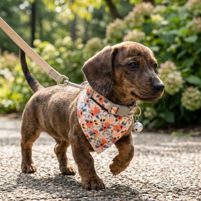 bandana chien orange