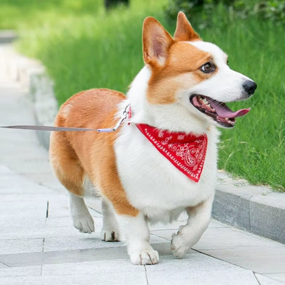 Bandana chien | Classique intemporel